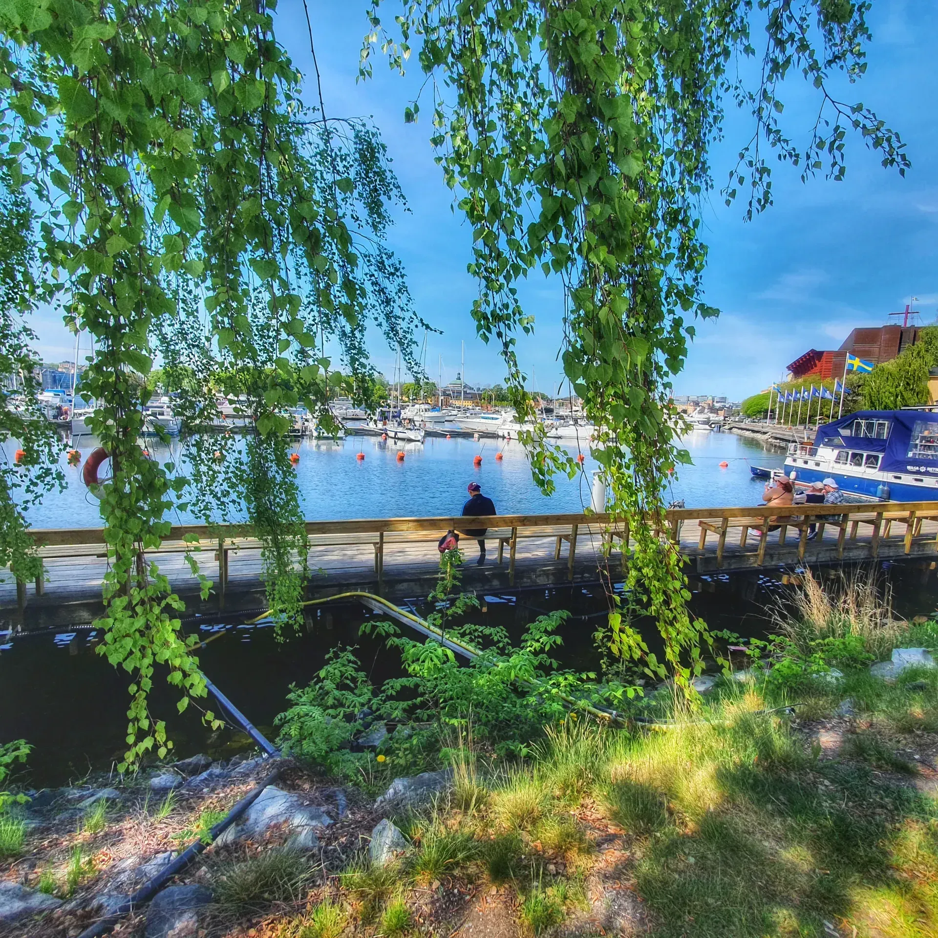 Hamnvik med båtar, brygga och personer. Lövverk hänger ner från övre kanten