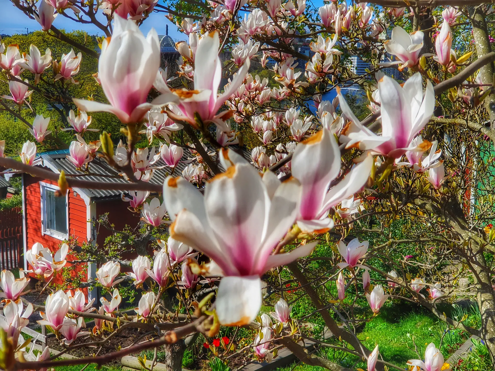 Magnolia i blom med rött hus i bakgrunden