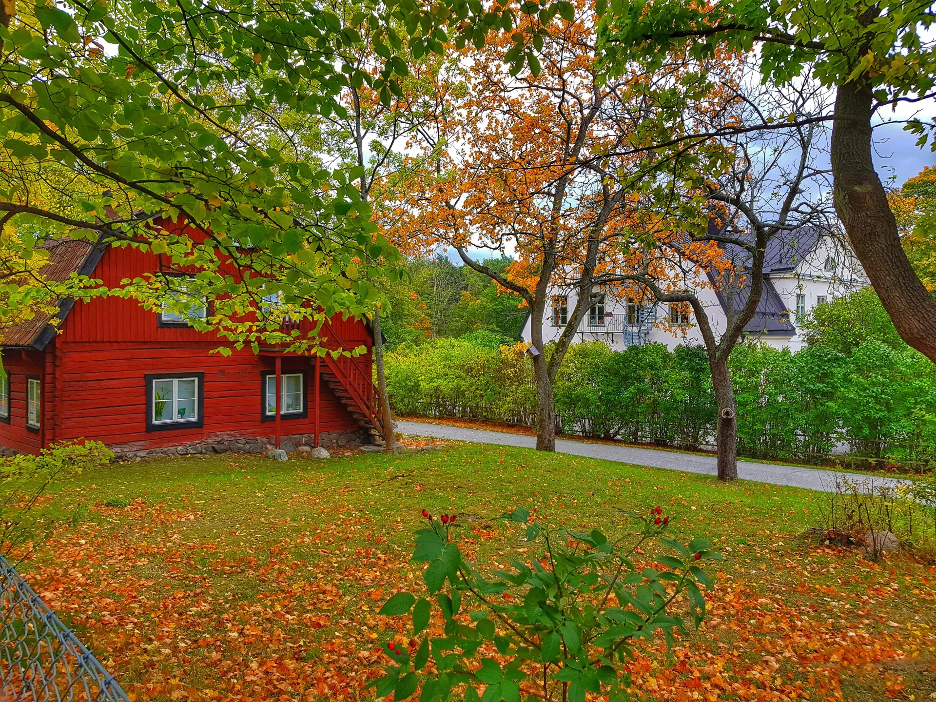 Rött trähus med vita knutar och höstlöv på gräsmattan. Träd med höstfärger i bakgrunden