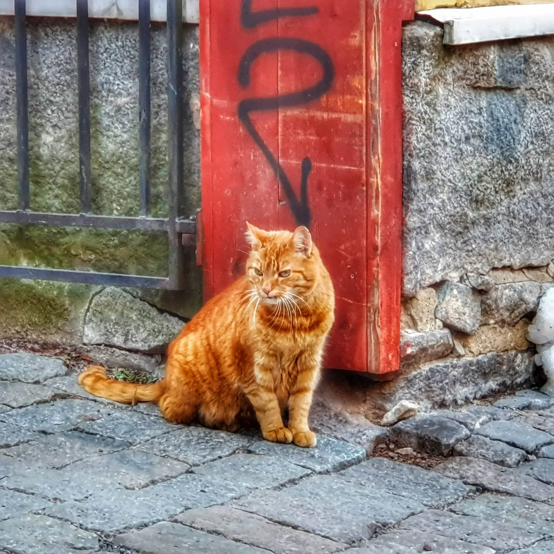 Röd katt sitter på stenbelagd gata intill röd låda med graffitti
