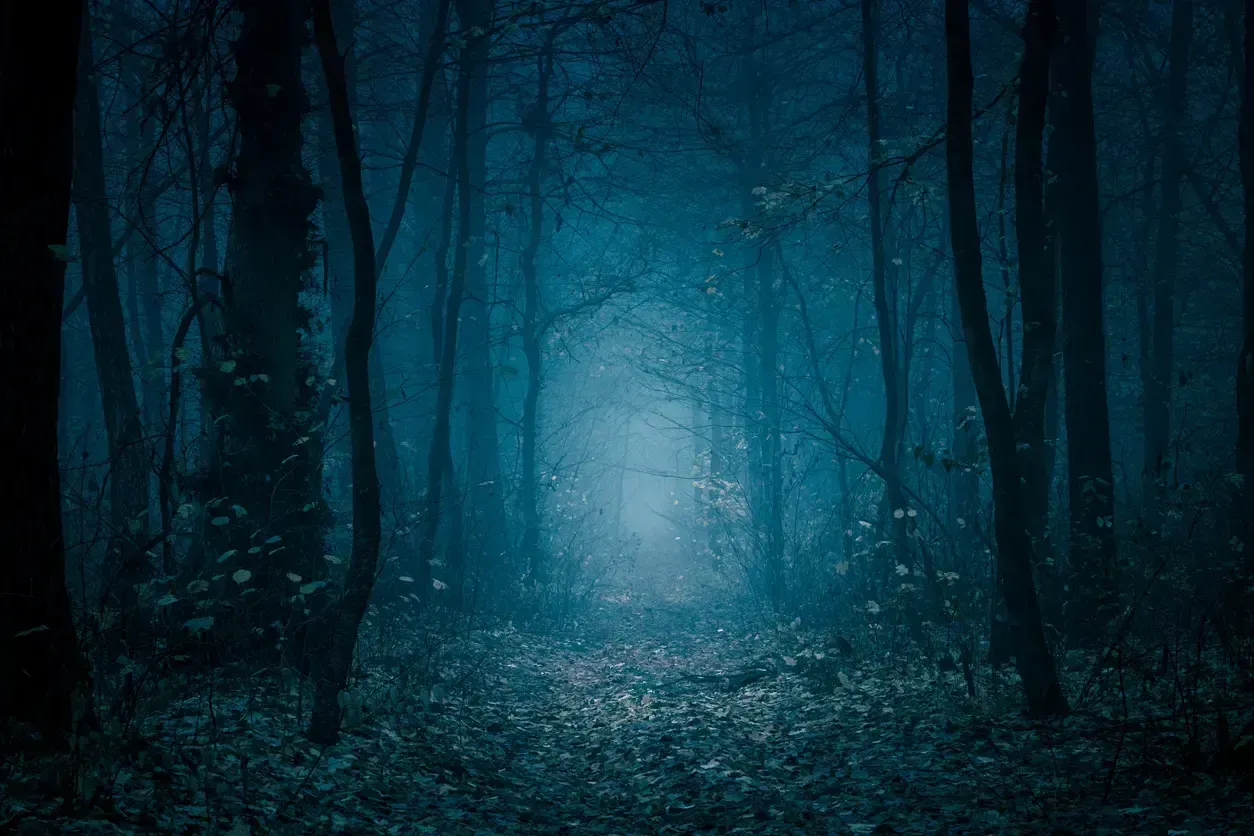 Smal stig genom tät, mörk skog med dimma och högar av löv