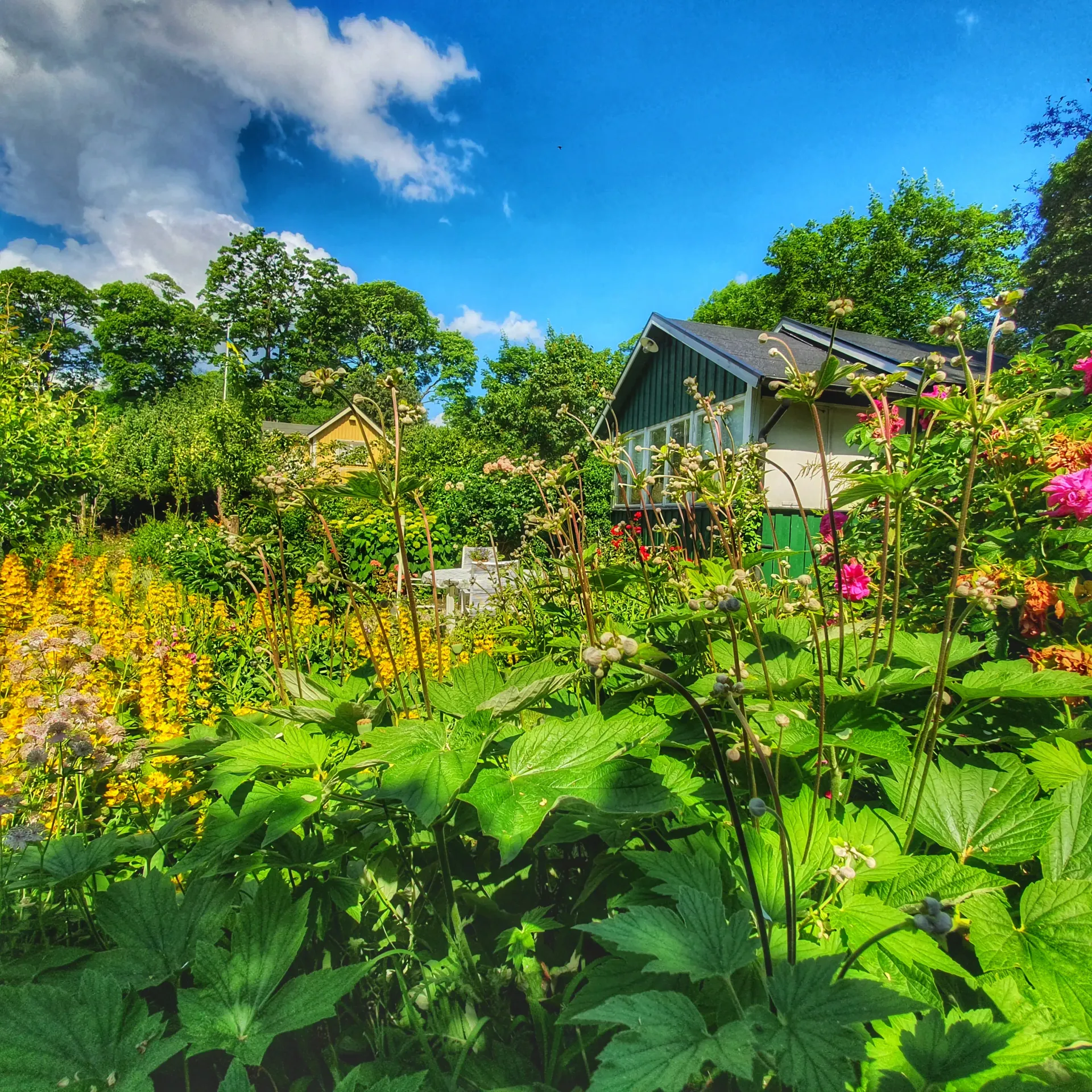 Grönskande trädgård med blommor och hus under blå himmel